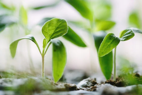 Close-up of young green plant seedlings growing in soil, symbolizing growth and new beginnings.